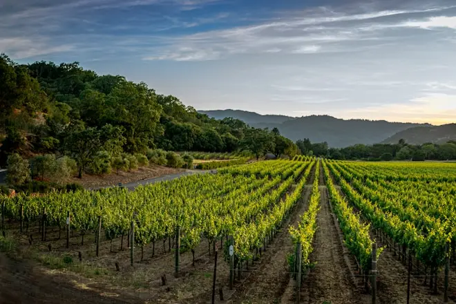 MÁS DE 40 BODEGAS Y 130 VINOS